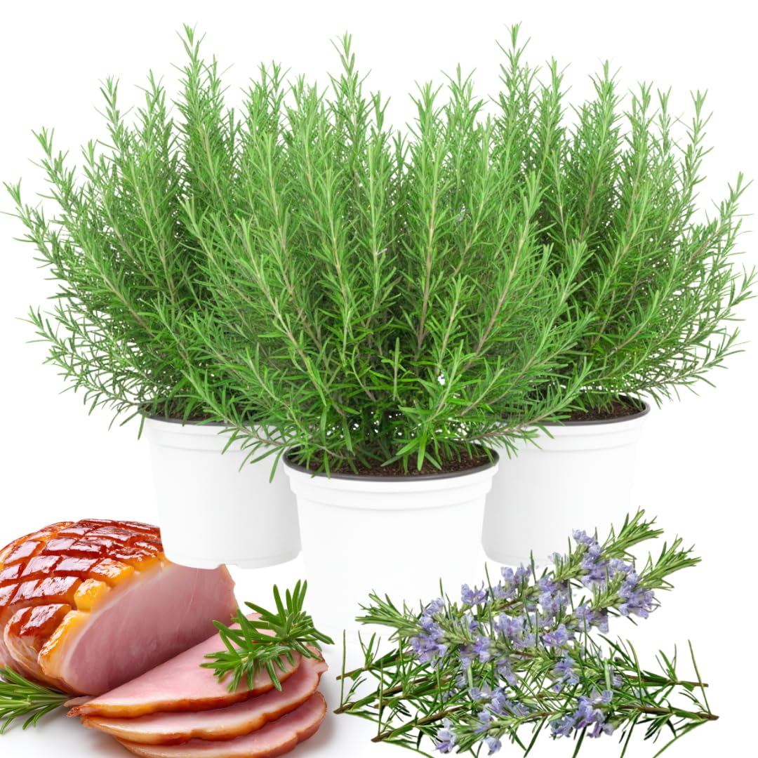 3 Starter Blue Rosemary Plants Live for Indoor Outdoor Planting, Cold Hardy, 4-6" in Tall