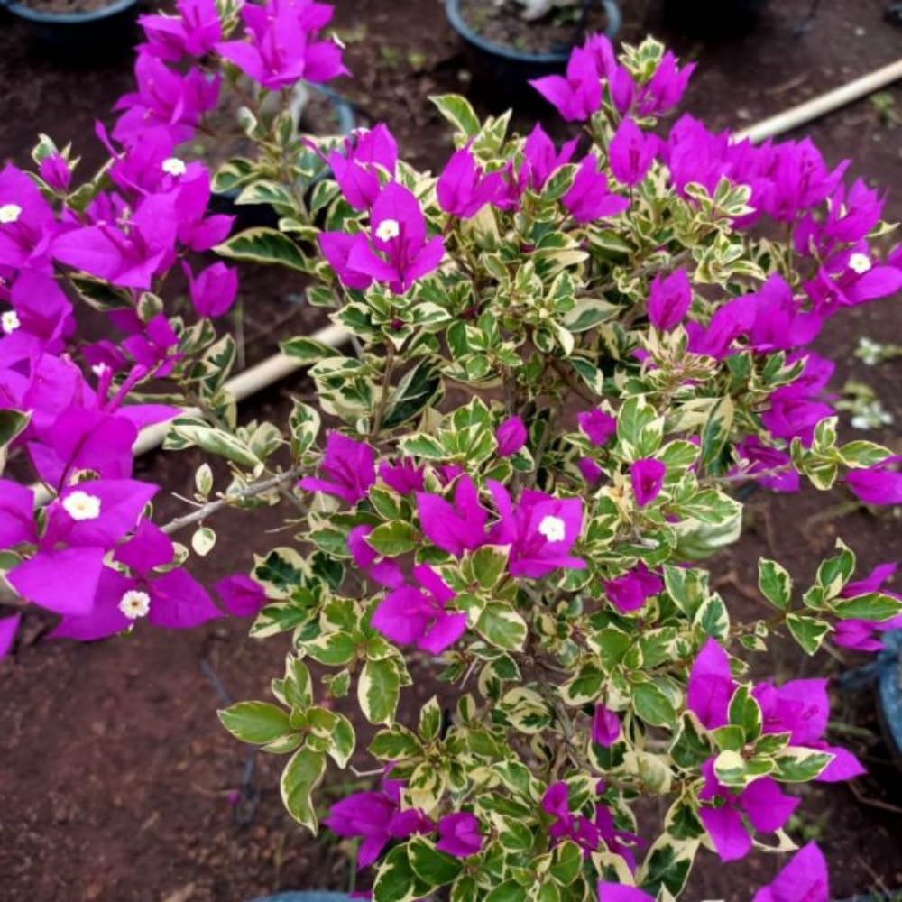 Set of 2 Bougainvillea Plants, Tropical Flowering Bougainvillea, Colorful Perennial Blooms, 5-8 Inches Tall for Indoor or Outdoor Planting (Variegated Purple Bougainvillea)