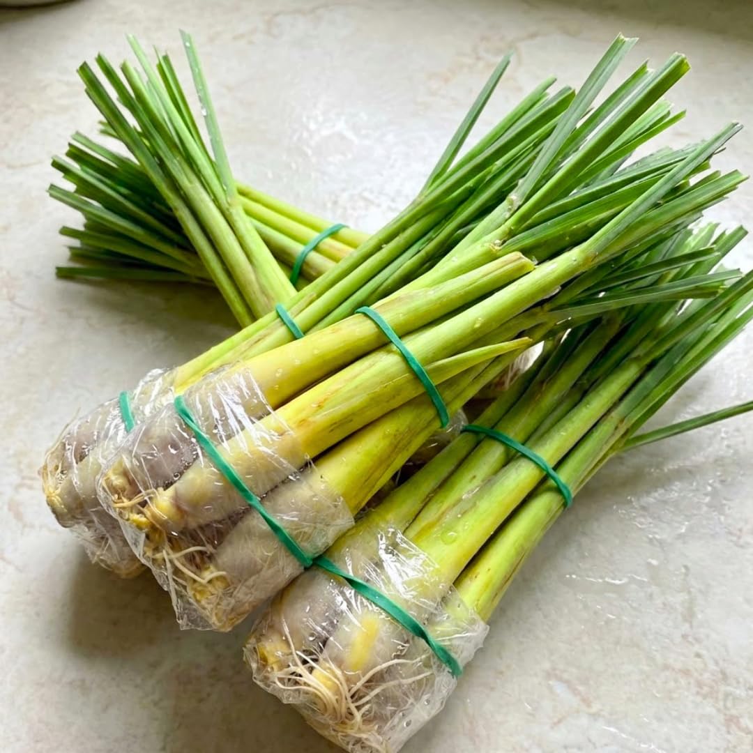 3 Lemongrass Live Plants, Lemon Grass Plant Well-Rooted Stalks 5-9” Tall, Spring Planting Outdoor, Hardy Culinary Herb, Fragrant Herb