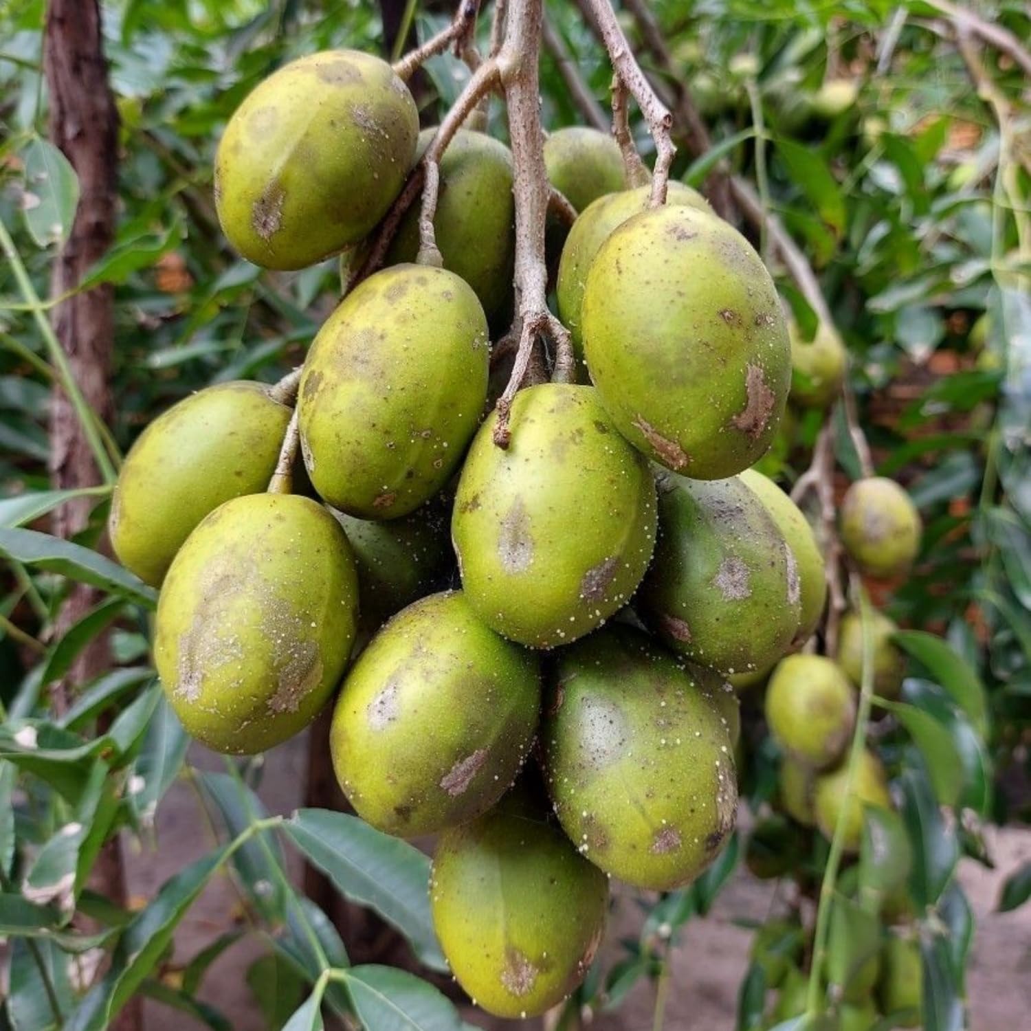 June Plum Tree in 3 Gallon Pot, Tropical Fruit Tree for Home Garden, 2-3 Ft Well-Rooted June Plum Plant in Pot