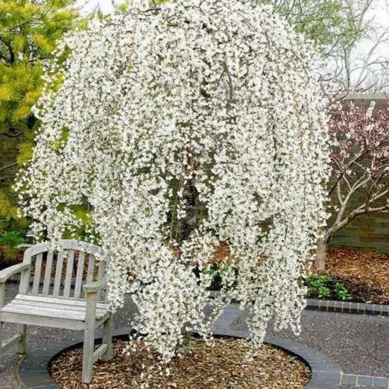 Live Cherry Blossoms Tree Plant, Weeping Yoshino Flowering Cherry Blossom in 2.5 Inches Pot, Dormant in Winter, Perennial Bloom, 9 Months Old Trees