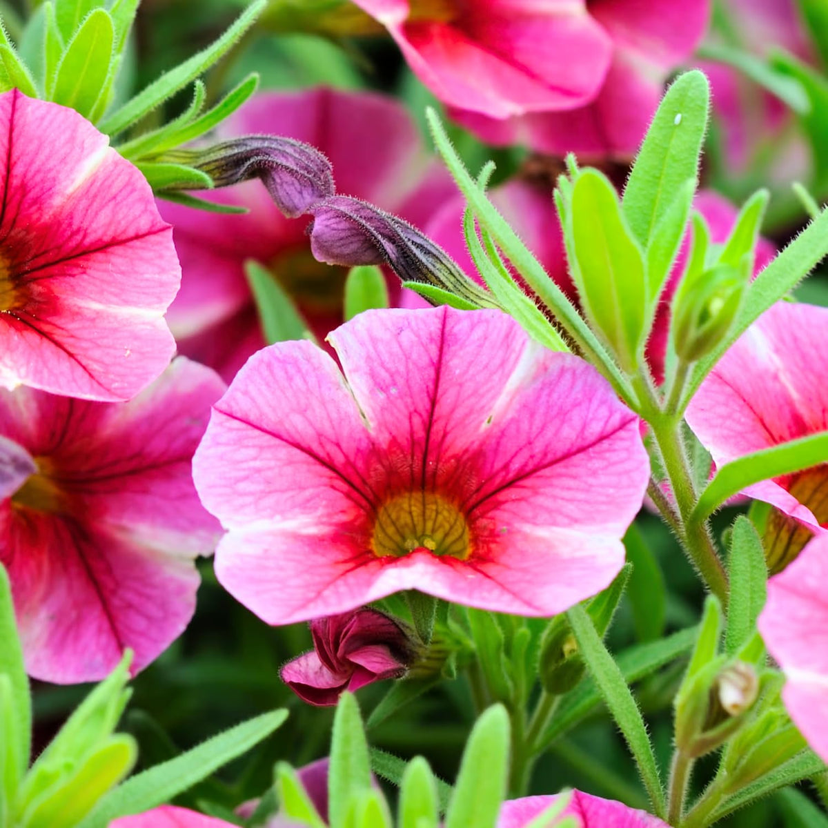 4 Petunia Live Plants, Mix Petunia Flowers, 5-9 Inch Height, Stunning Blooms
