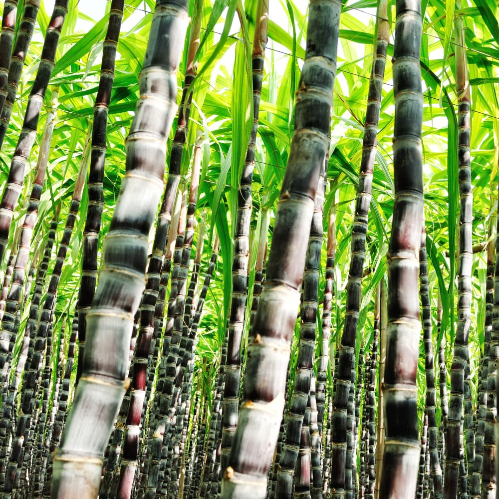 20 Purple Sugar Cane Cuttings, Sweet Sugarcane Cuttings for Growing Outdoor, Sweet Edible Stalks, No Ship to CA