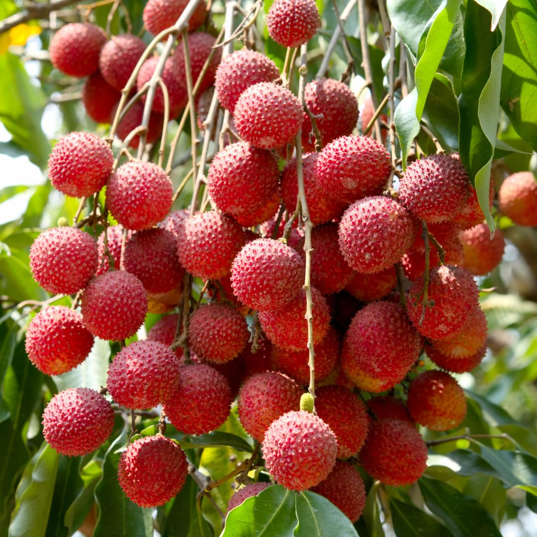 Live Lychee Tree Plant, Sweetheart Lychee Fruit, Tropical Sweet Fruit Tree, 3-4 Feet Tall in 3 Gallon Pot, Ready for Planting, No Ship to CA