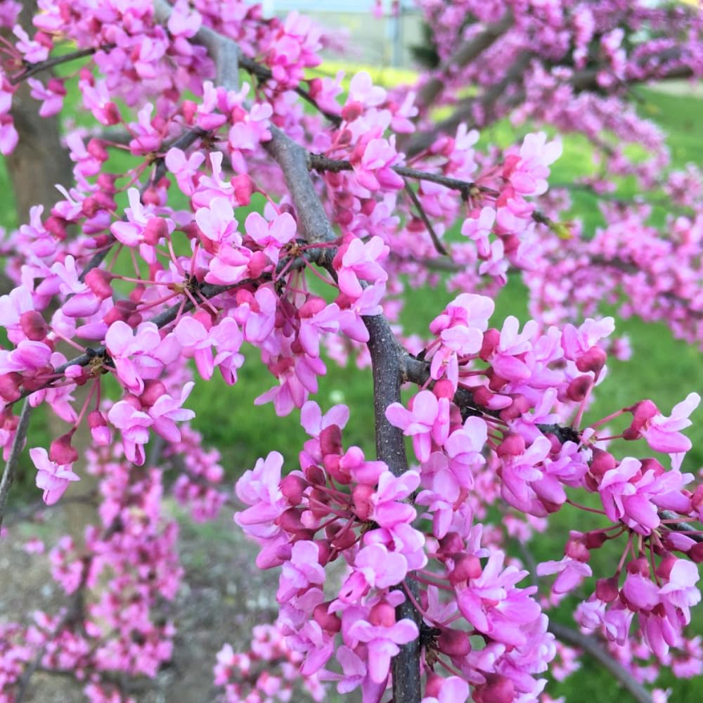 Eastern Redbud Tree Live Plant in Quart Pot, Ornamental Redbud Seedling, Pink Flowering Tree for Gardening, Winter Dormant