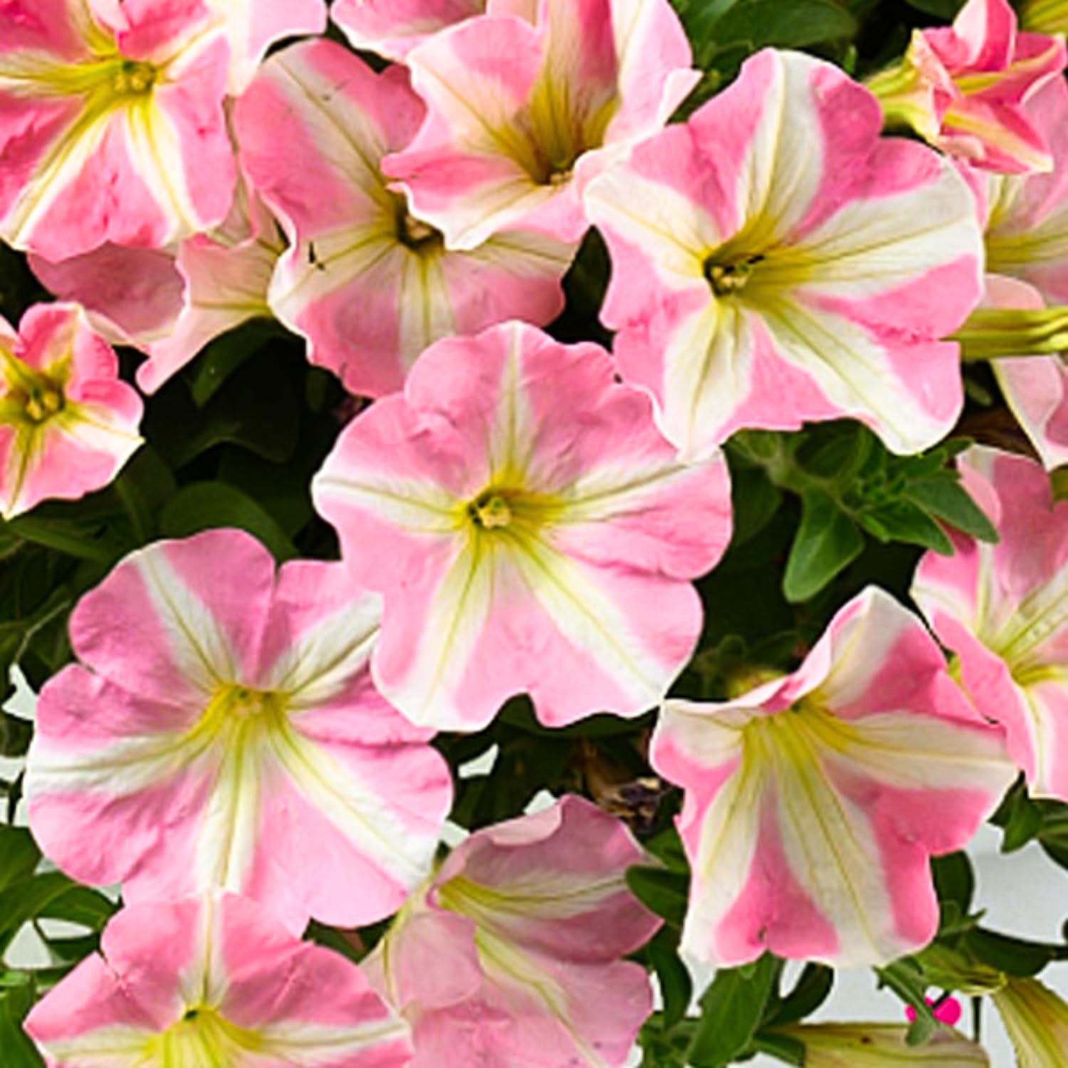 4 Petunia Live Plants, Petunia Flowers, 5-9 Inch Height, Stunning Blooms