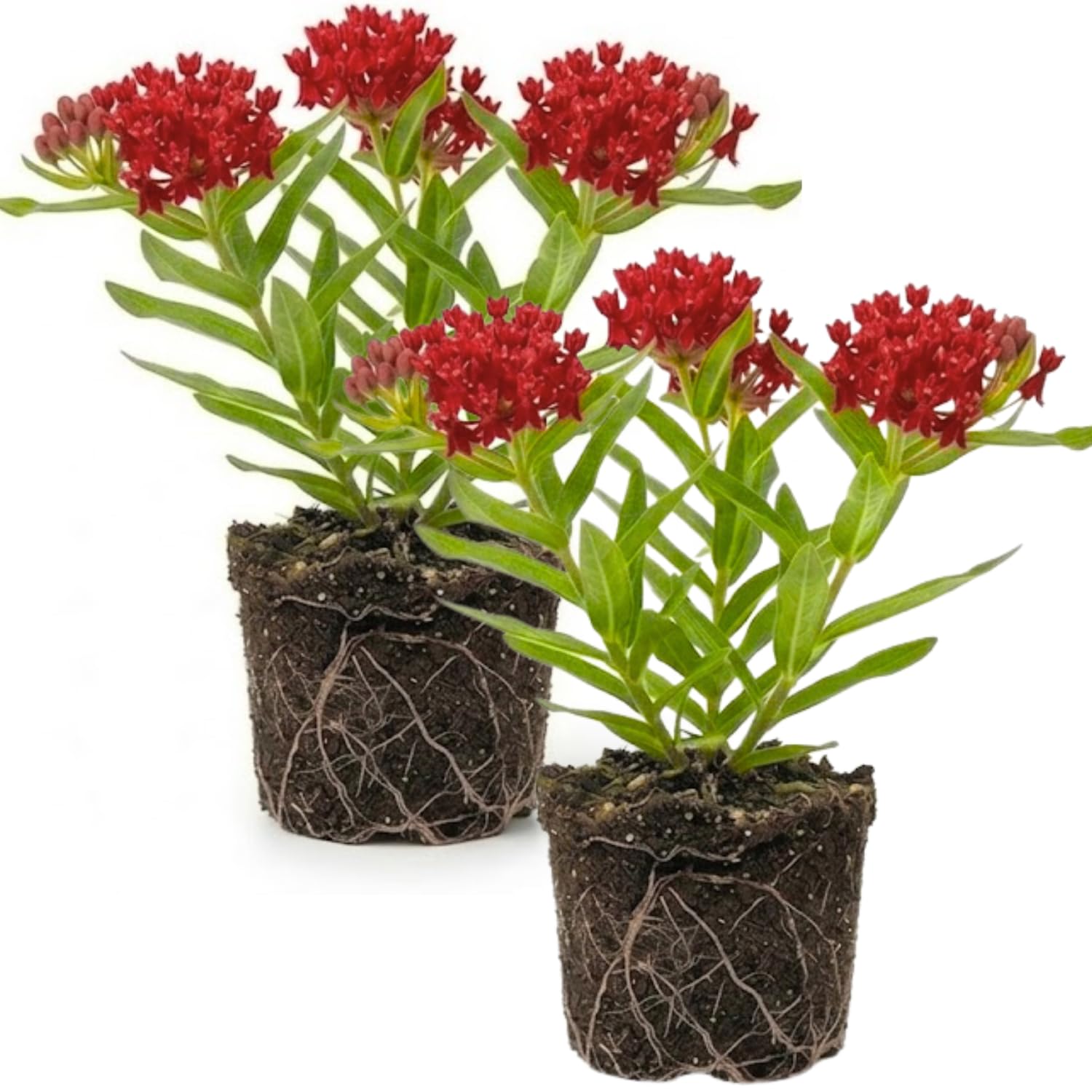 Set 2 Red Milkweed Plants Live, 5-8" Tall Perennial Butterfly Milkweed Plants, Well Rooted, Asclepias Tuberosa Live Plant