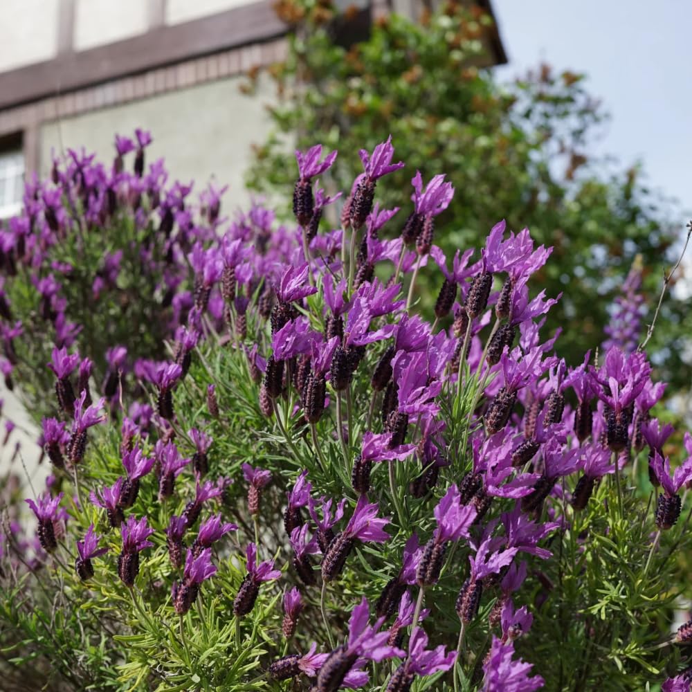 2 Lavender Plants, Live Lavender Flower Plant 2 to 4 Inch, Fragrant Shrub Indoor Outdoor Planting (Spanish Lavender)