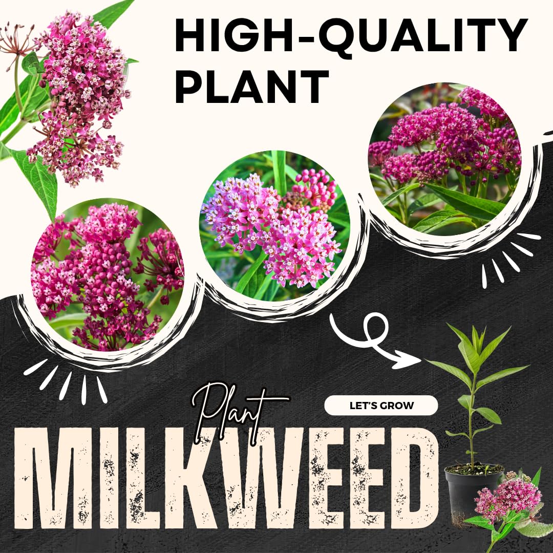 2 Butterfly Milkweed Plants Live, Tropical Milkweed Live Plants, Asclepias Tuberosa Plants, 4-9" Height for Outdoor Planting (Pink Milkweed)