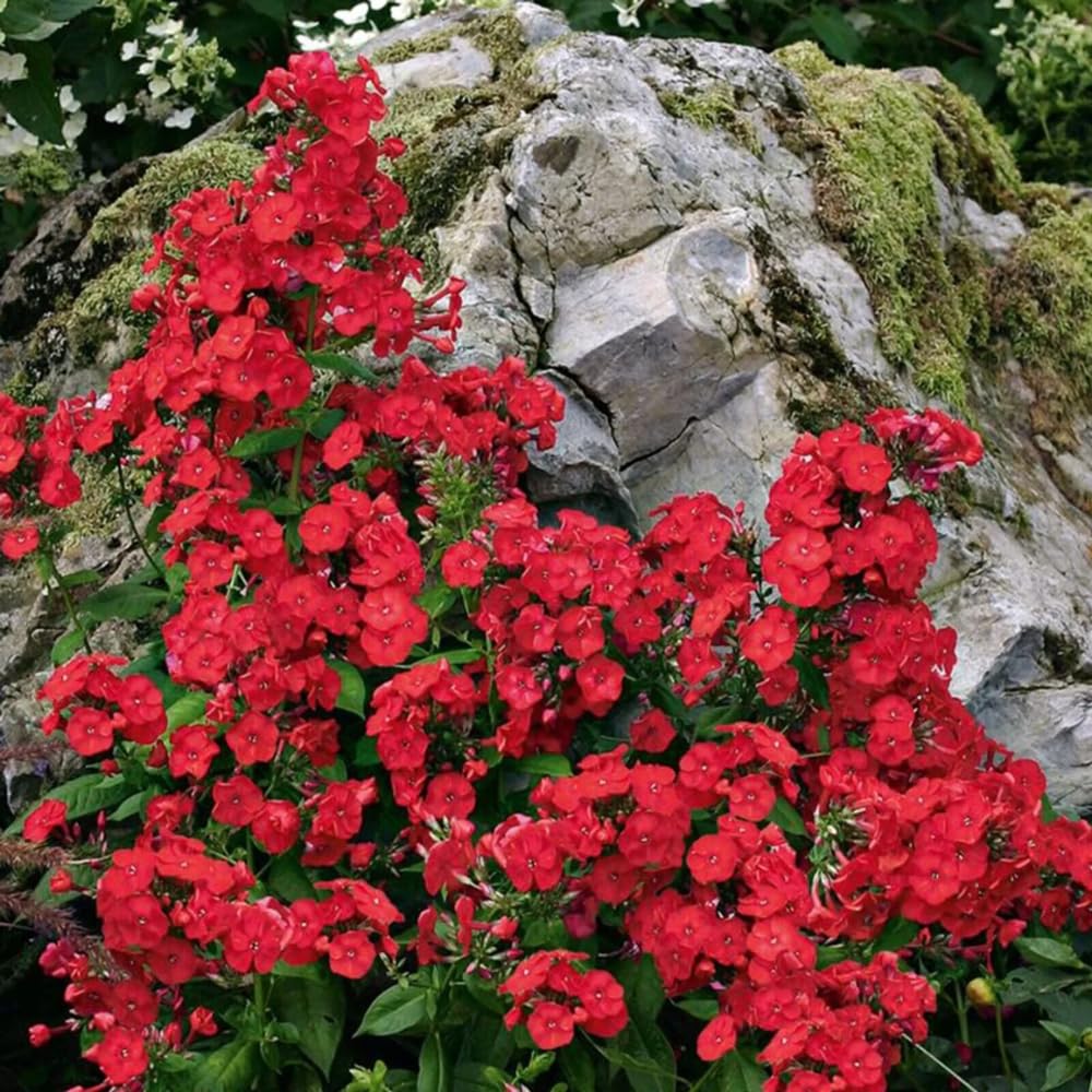 2 Red Creeping Phlox Plants Live Perennials, Creeping Phlox Live Plants, 4-6 Inch Tall, Ornamental Phlox Flowers Seedlings