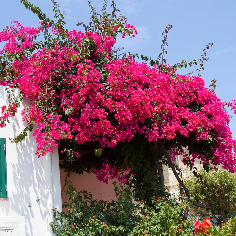 Set 2 Pink Magenta Bougainvillea Plants, 5-8" Tropical Bougainvillea Plant Starter, Colorful Perennial Blooms, Live Well Rooted Plant