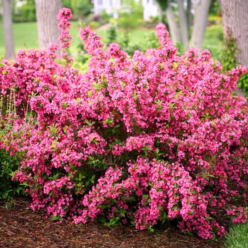 Pink Weigela Live Plant, Spring Blooming Shrub in 4” Pot, Hardy Perennial Flowering Bush for Garden Borders, Cold Hardy, Dormant in Winter