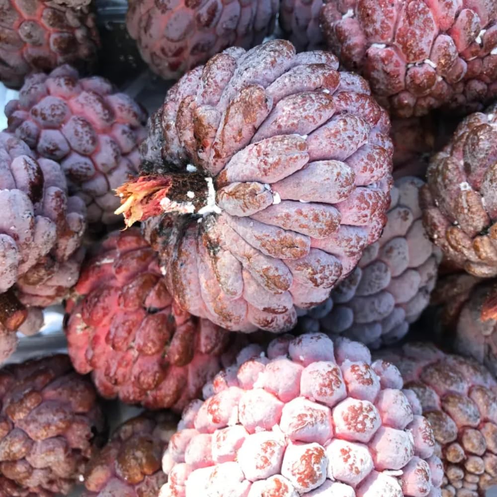 Red Sugar Apple Tree Live Plant, 2-3 Feet Tall in 3 Gallon Pot for Container and Outdoor Planting, No CA