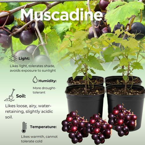 1 Year Old Muscadine Grape Vines Live Plant, 20-24 Inches Tall in 1 Gallon, Sweet Fruit Grapevine for Trellis and Backyard Growing, Hardy Climbing Vine, No Ship to CA