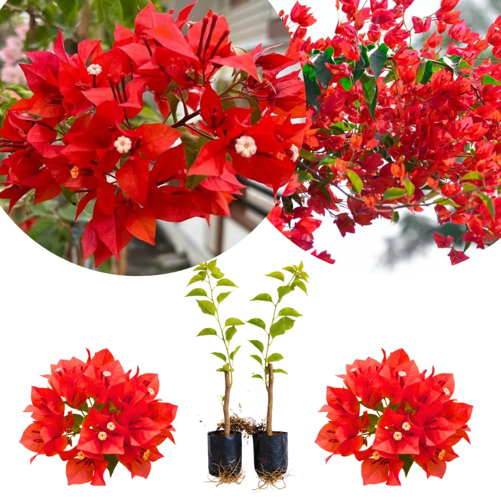 Set of 2 Bougainvillea Plants, Tropical Flowering Bougainvillea, Colorful Perennial Blooms, 5-8 Inches Tall for Indoor or Outdoor Planting (Red Orange Bougainvillea)