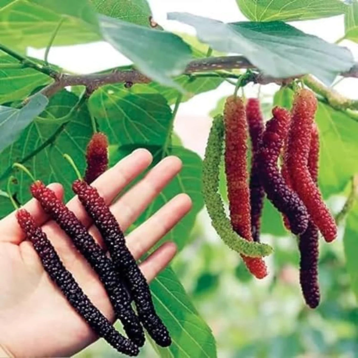 2-Pack Pakistan Mulberry Plants Live, Mulberry Fruit Trees, Hardy Mulberry Trees Live Plants, Mulberry Seedlings, 5-9 Inch Tall