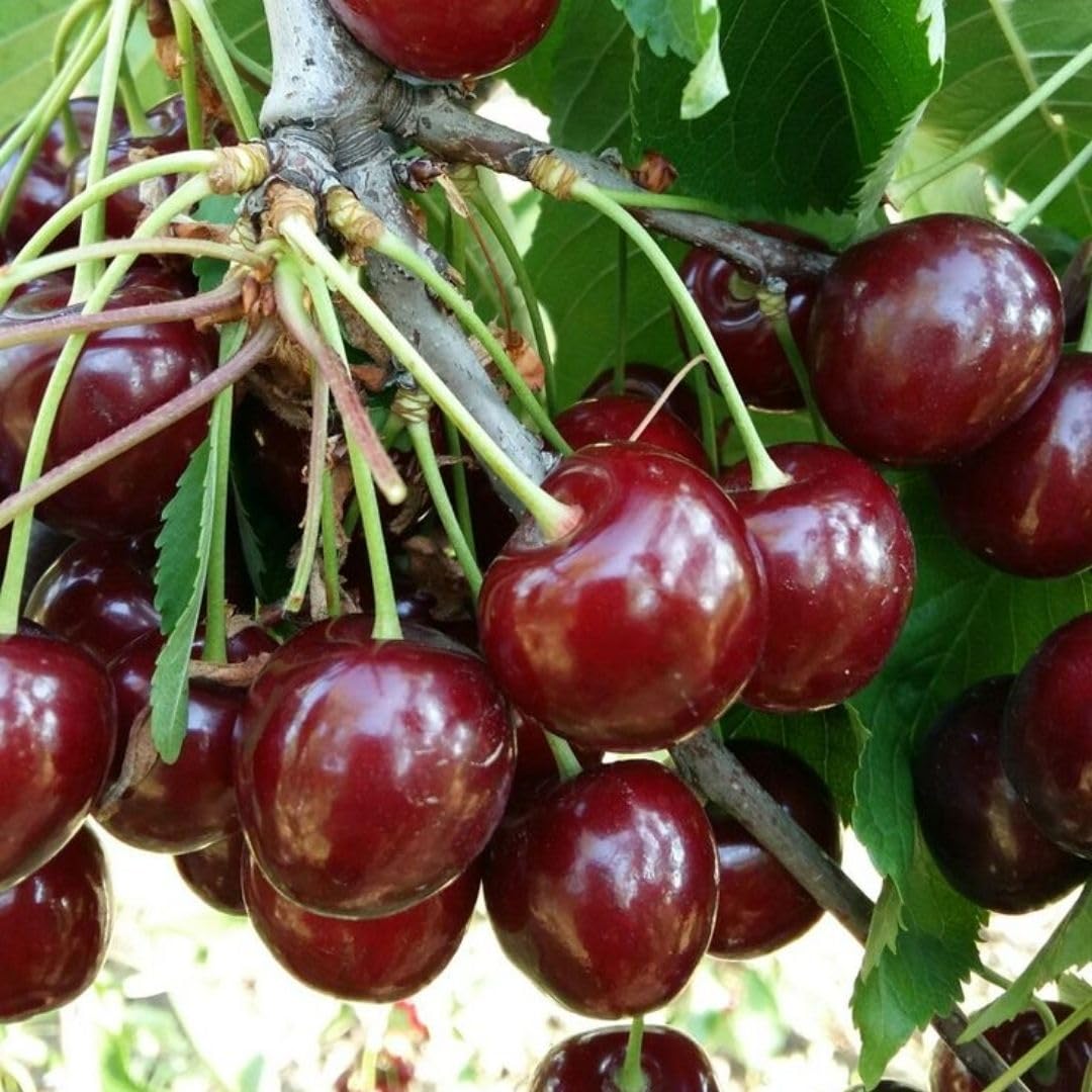 Deep Red Cherry Trees Live Plants 3-4 Feet Tall, Sweet Cherry Fruit Plants Live 3 Gallon Pot, Hardy Fruit Trees for Planting, No Ship to CA