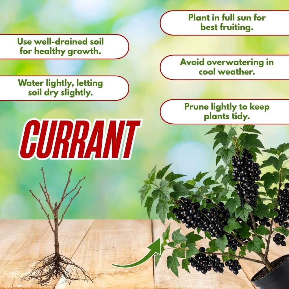 Hardy Consort Black Currant Plant Live for Planting, 6-12 Inch Tall