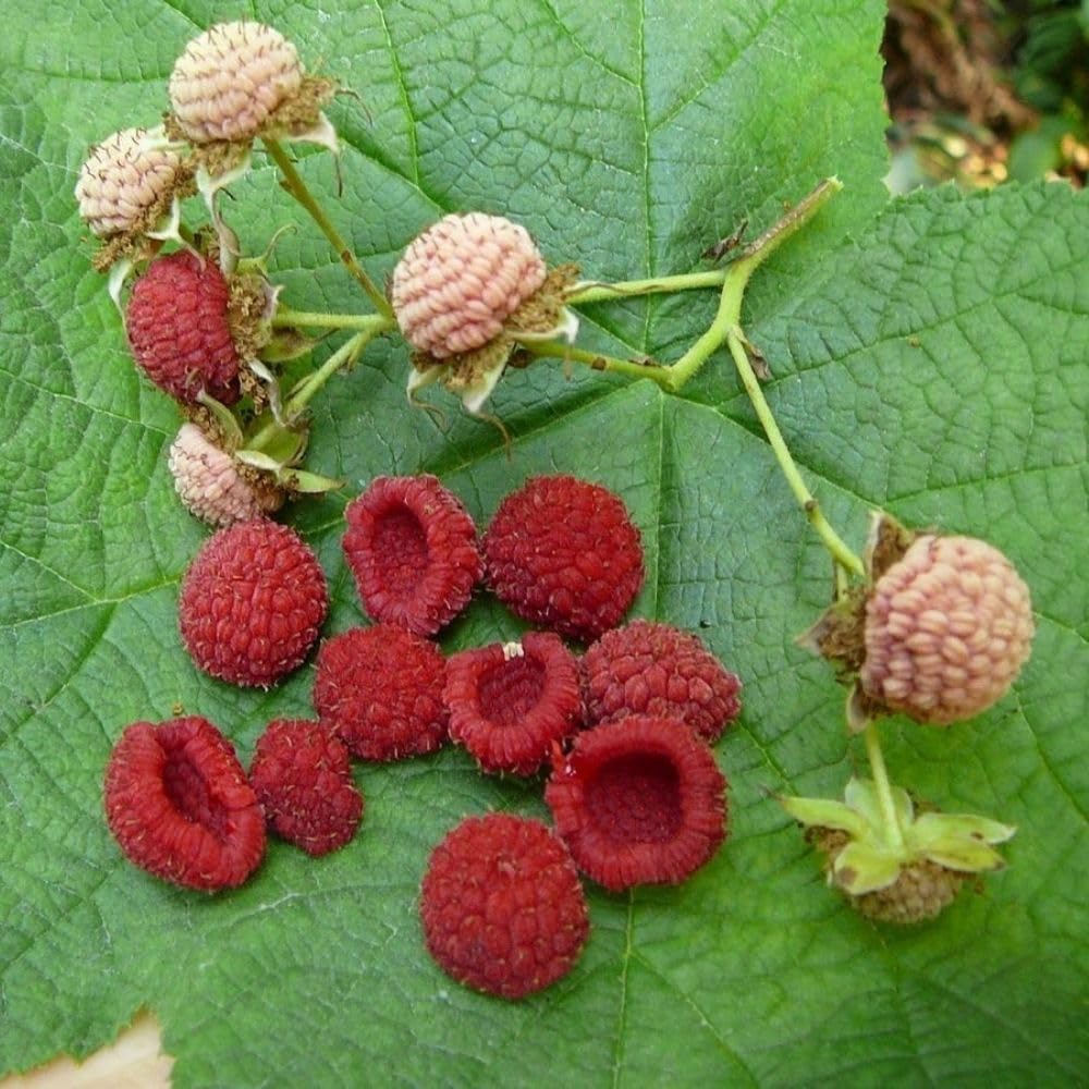 Thimbleberry Live Plant, 4-8 Inch Tall Red Sweet Berry Bush