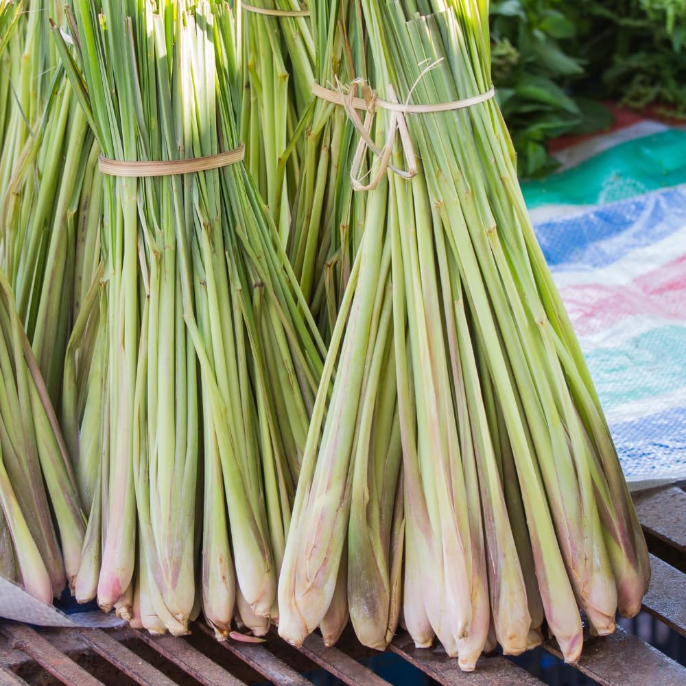 Pack 5 Lemon Grass Live Plant, Perennial and Fragrant Bush, Lemongrass Seedlings Well Rooted in 1 Gal Pot