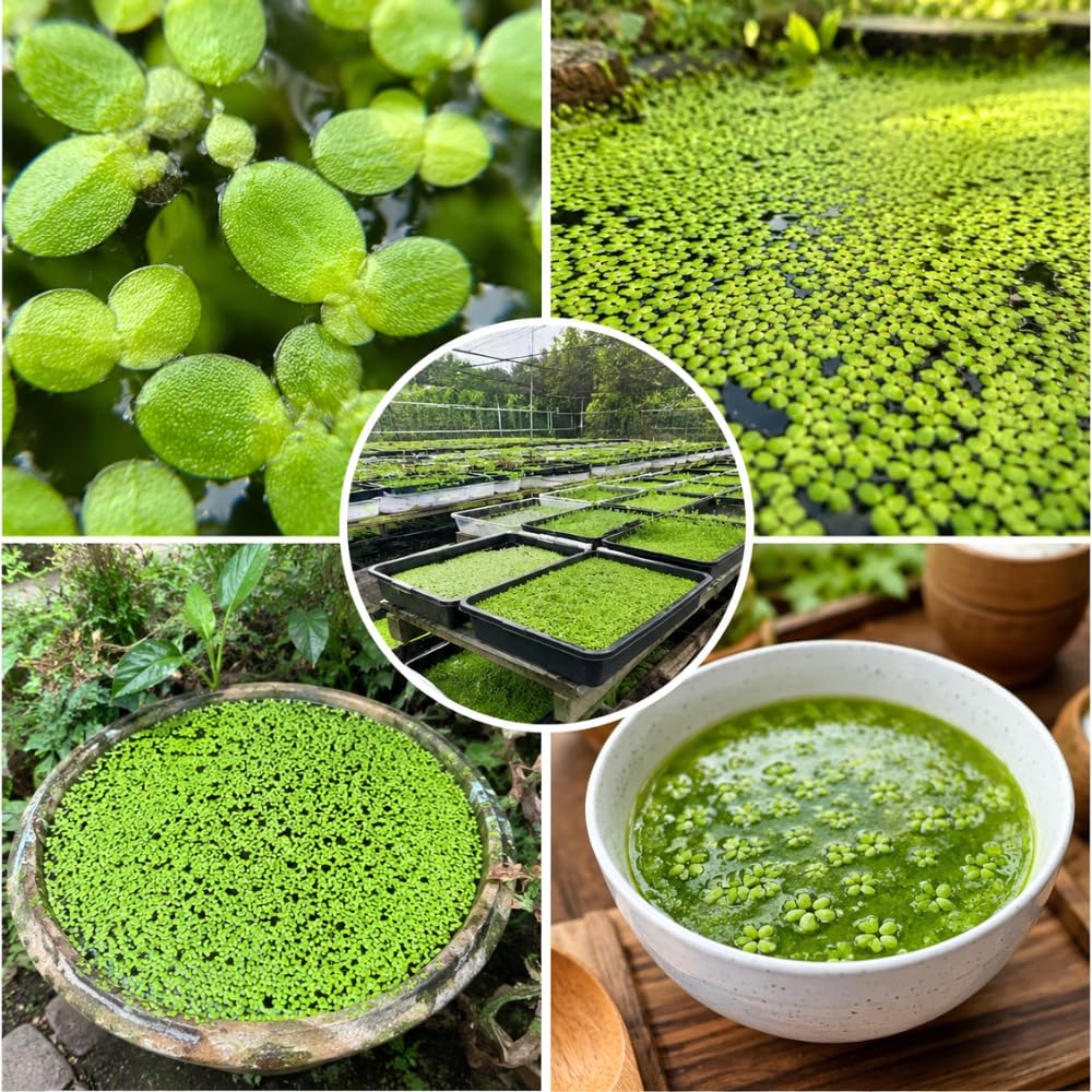 2000 Live Duckweed Aquatic Plants, Small Green Floating Freshwater Plant