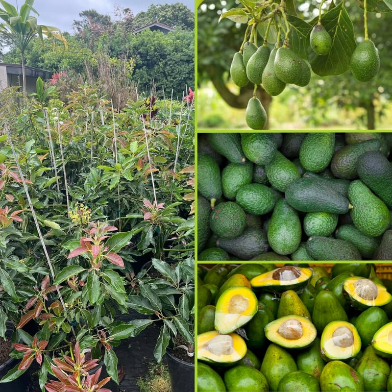 Live Dwarf Avocado Tree 3 Ft Tall, Avocado Fruit-Bearing Tree in 3 Gallon Pot, Container or Garden Growing