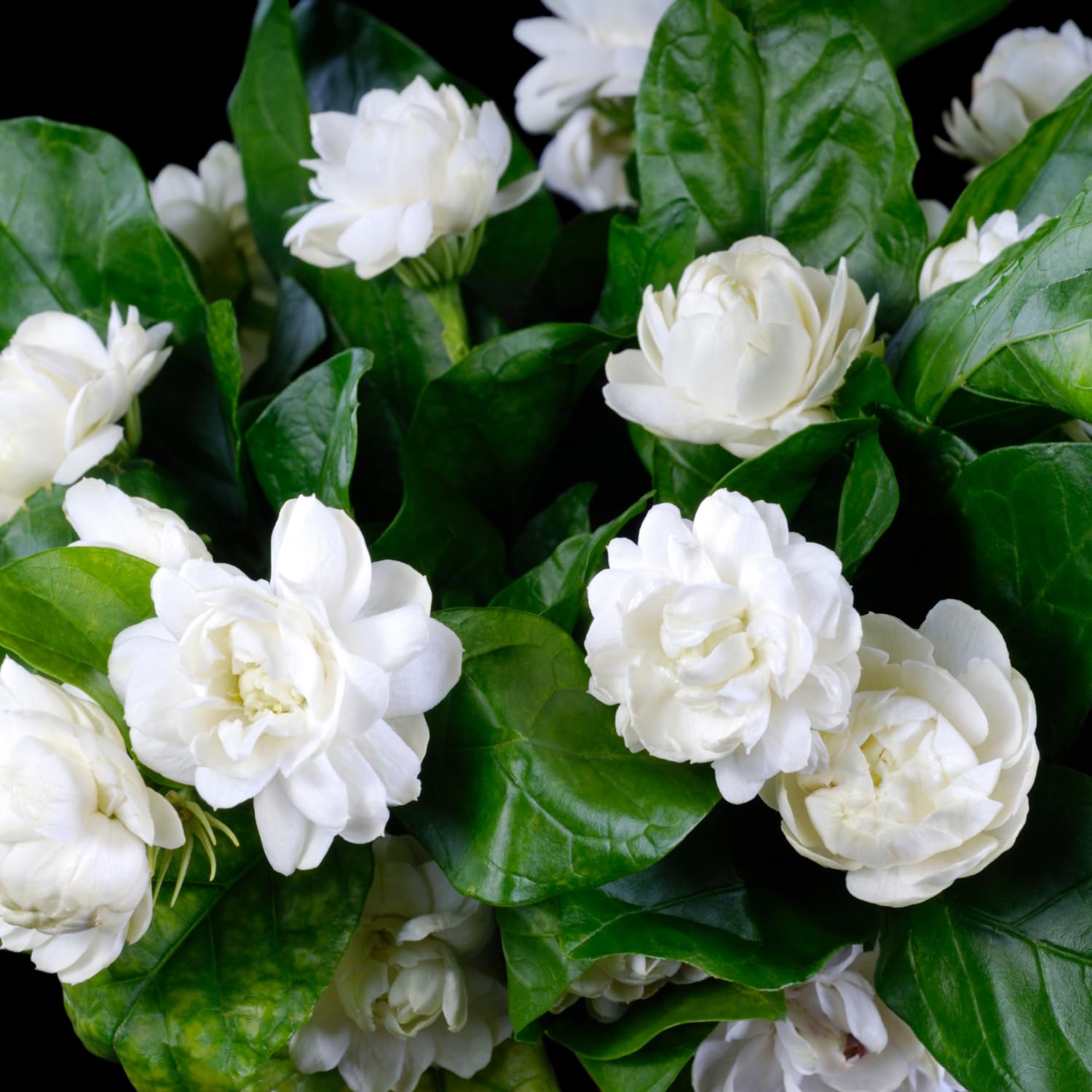 Live Duke Jasmine Vine Plant, Fragrant White Flowers, 2–3 Ft Height, 3 Gallon Pot, Outdoor Climbing Plant, No Ship to CA