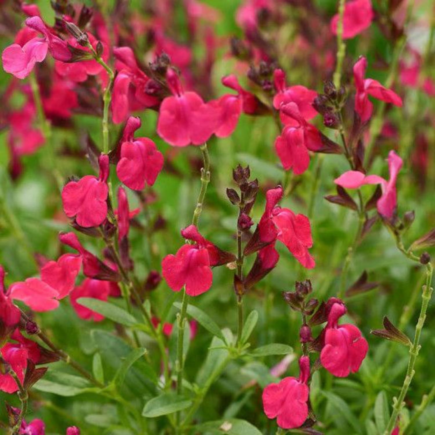 Set 3 Salvia Plants Live, Well Rooted 4-6 Inches, Vibrant, Fragrant Flowering Shrubs for Garden or Containers (Red)