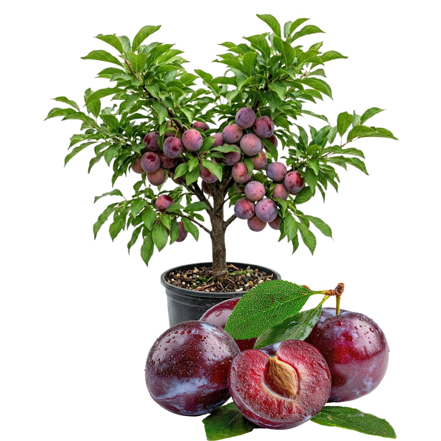 Methley Plum Tree Live Plant, 2-3 Feet Tall in 3 Gallon Pot, Plum Plant Large Fruit, Cold Hardy, Well-Rooted Fruits Tree, Outdoor Growing, No Ship to CA