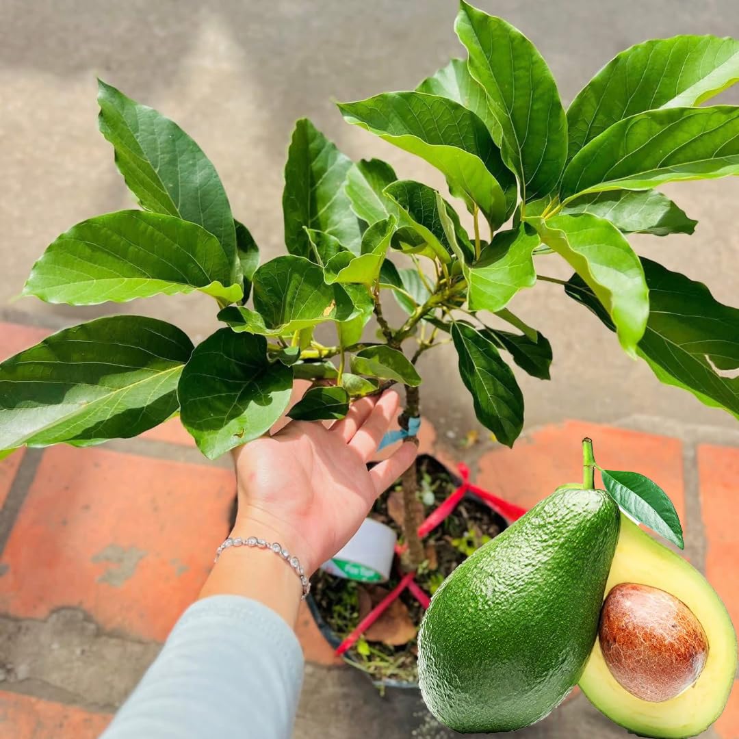 2 Years Old HASS Avocado Tree Live Plant Grafted, 1-2 Feet Tall in 3 Gallon Pot, Ready to Plant and Bear Fruit, Cold Hardy Avocado, No CA