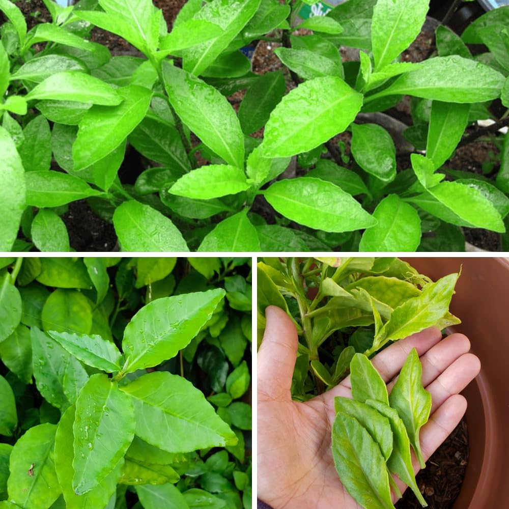 Set 2 Longevity Spinach Plants Live, Longevity Spinach Starter Plant, 4 to 6 Inches Tall, Vegetable for Indoor Outdoor Growing