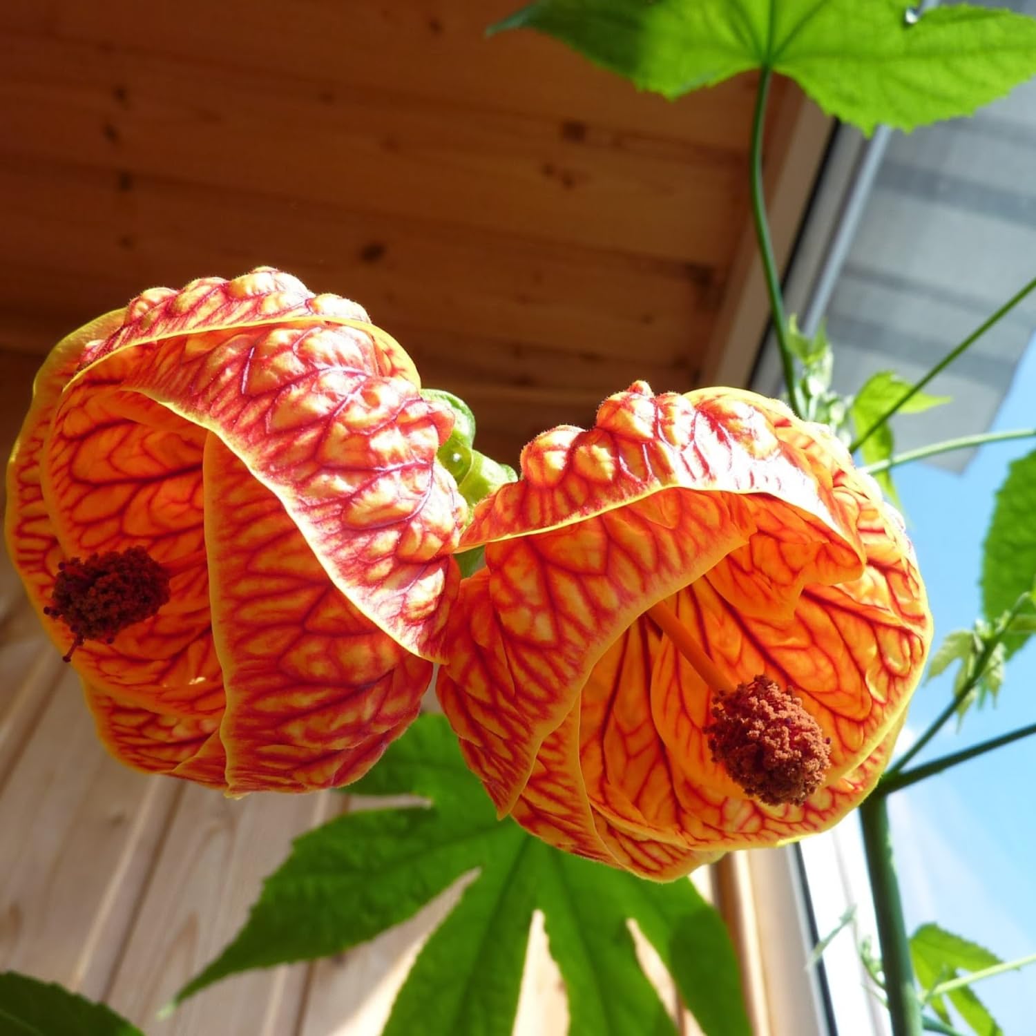 Orange Abutilon Plant Live, 5-9” Tall, Trailing Lantern Abutilon Flower Vine Home Garden