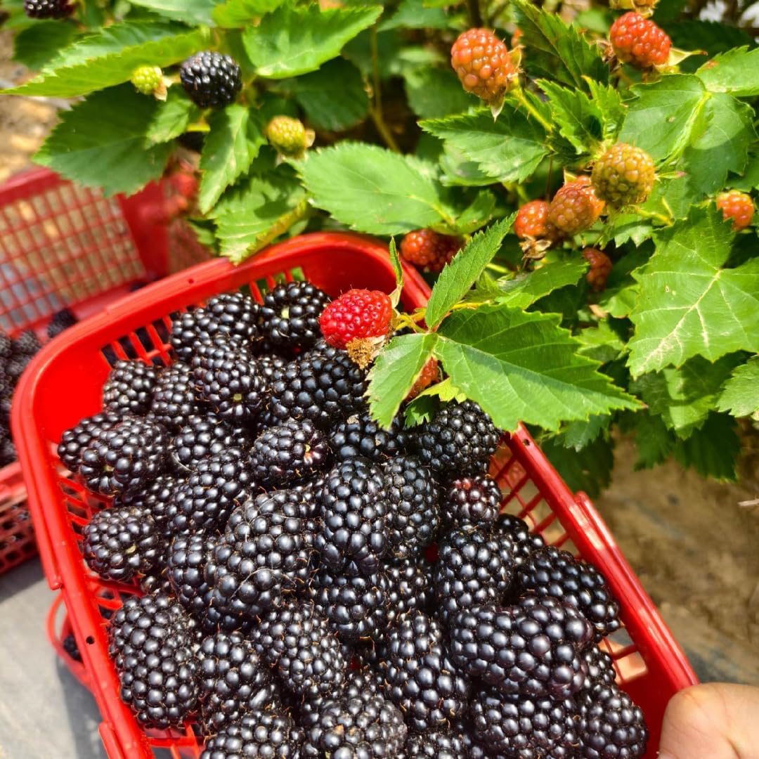 BlackBerry Plants, Set 2 Thornless BlackBerry Plants Live for Planting, BlackBerry Bush Live Plant, Blackberries Plants, Fruit Bushes Live Plant Outdoor