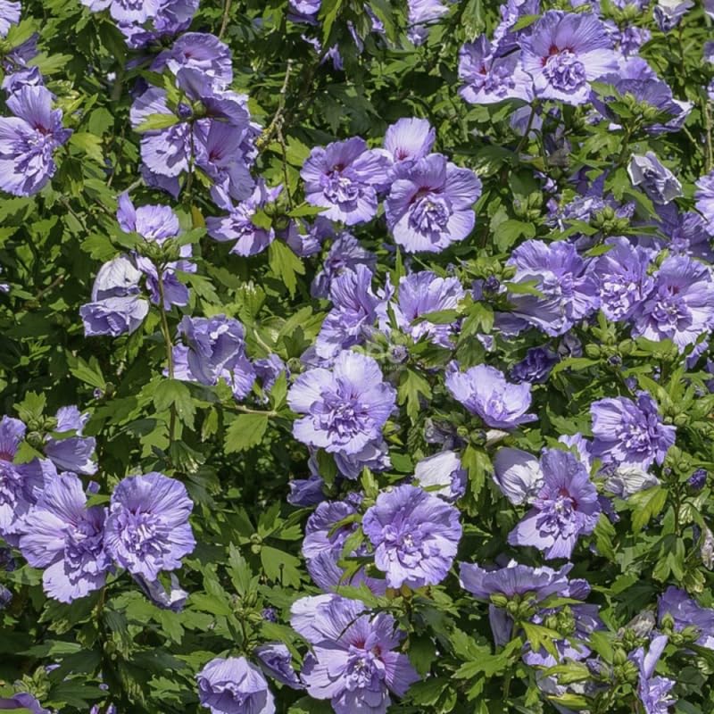 Purple Althea Rose of Sharon Tree Live Plant, 1 Year Old Dormant Seedling in Quart Pot, Hibiscus Syriacus for Outdoor Planting, Cold Hardy