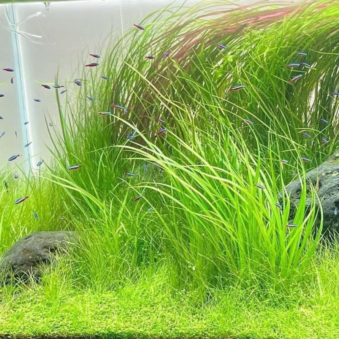 Dwarf Hairgrass Aquarium Plant Live for Growing