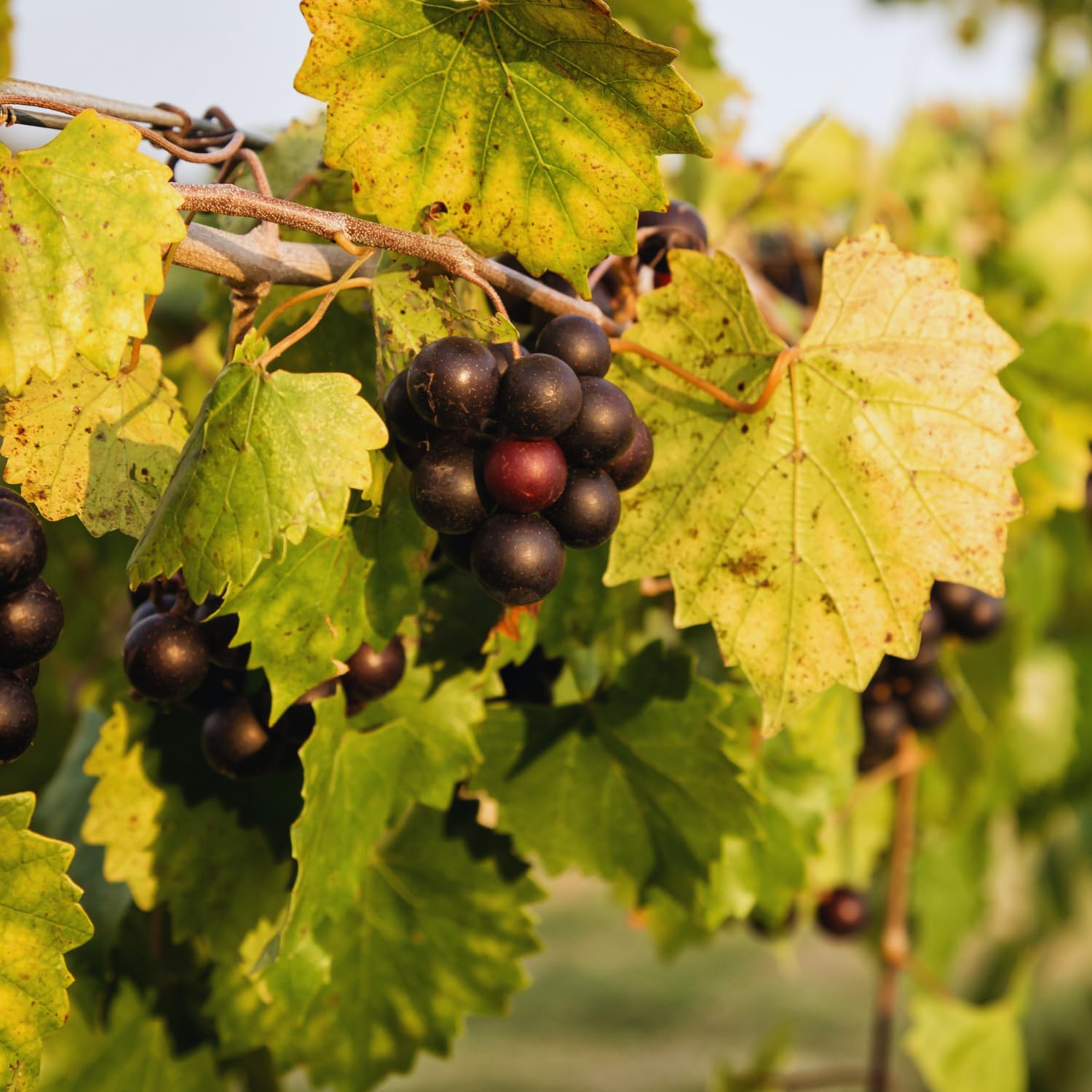 Grape Plant Live, Muscadine Grape Vine Live Plant Pot, 1 Gallon Pot, Hardy Fruit Vine Plants Gardening Outdoor, 20-24 Inc Tall, No Ship to CA