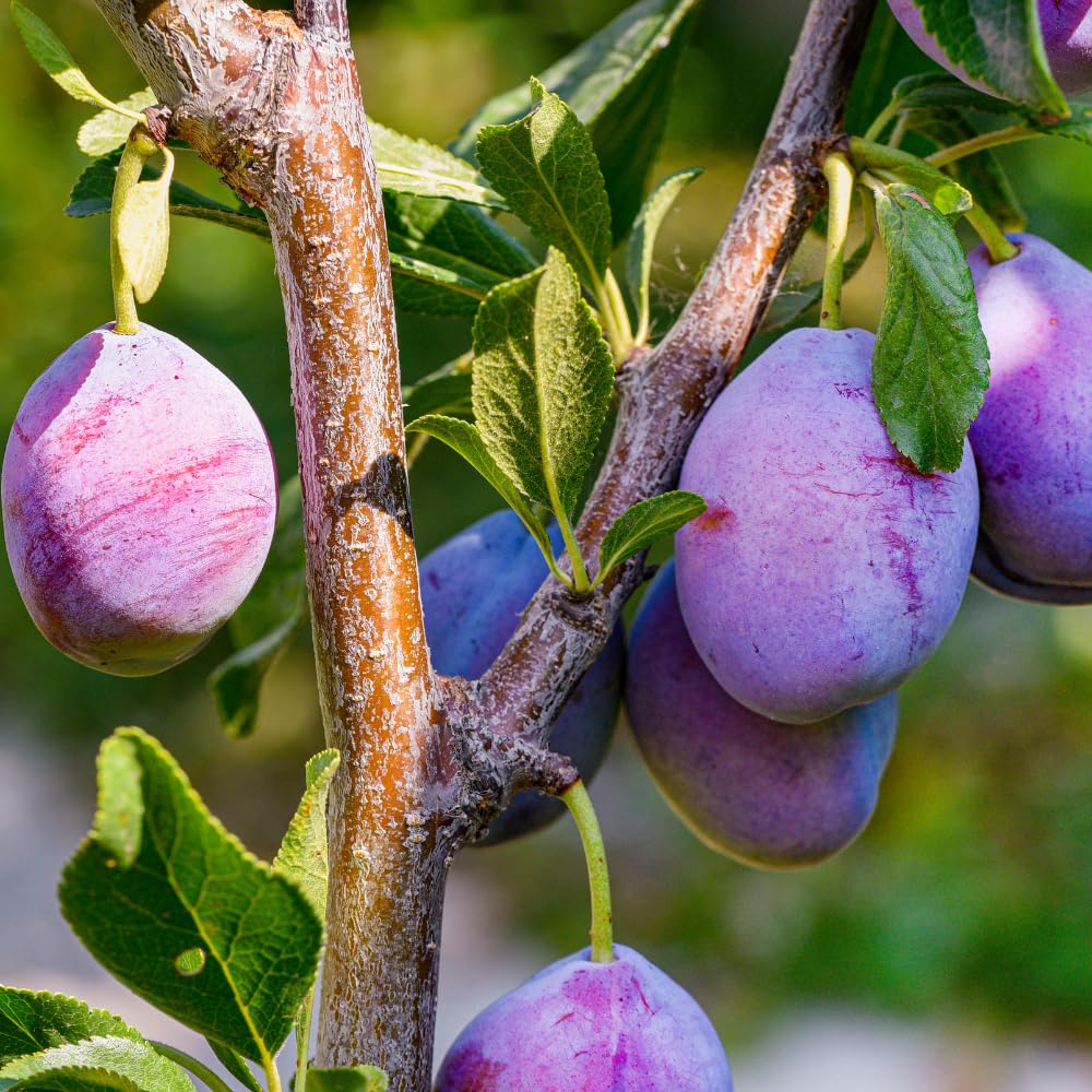 Sweet Purple Plum Plant, 6-14" Tall Hardy Purple Plum Fruit Trees, Bare Root, Dormnt, Easy Grow in Home Orchard