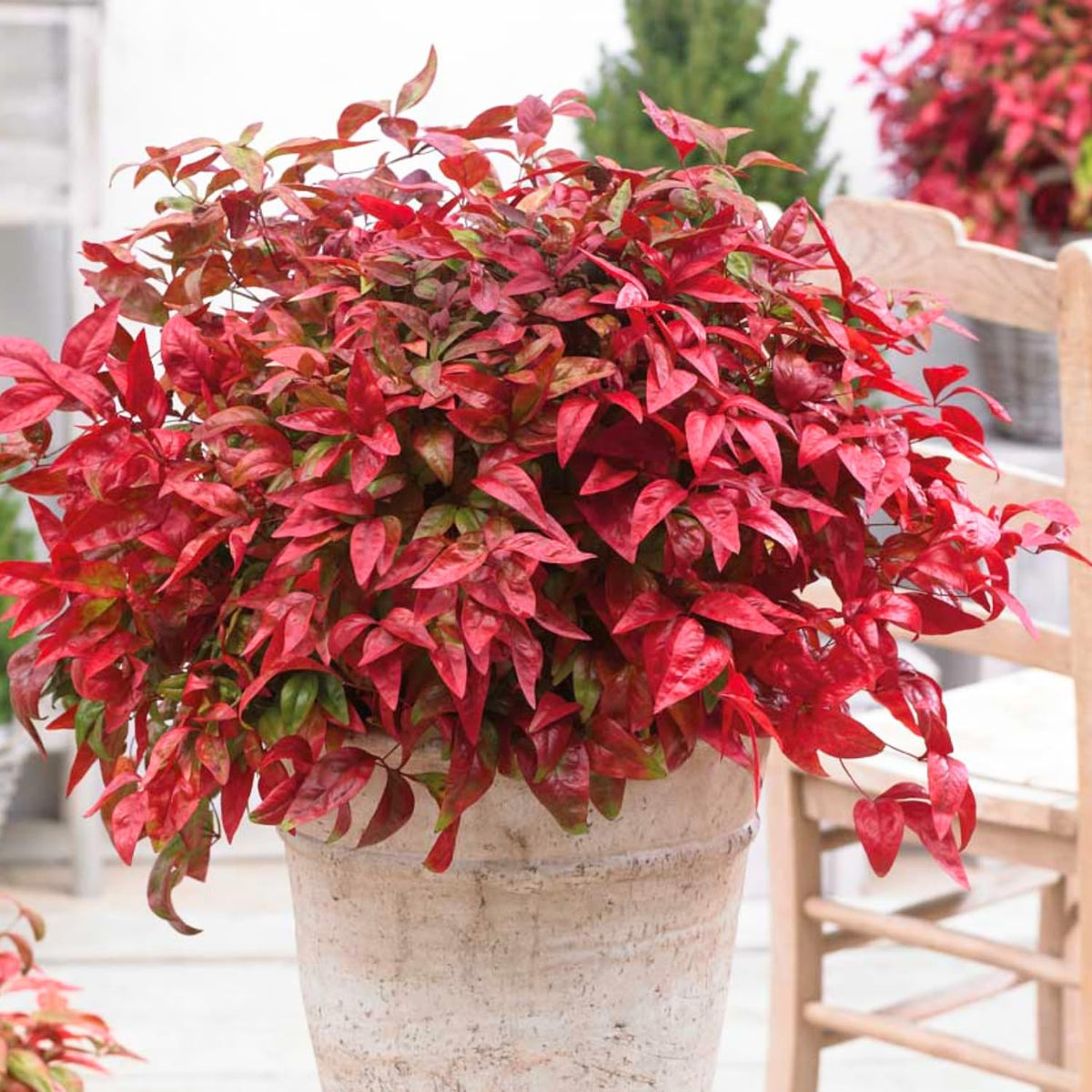 Dwarf Nandina Shrub, Ornamental Nandina Plant Live 4 Inch