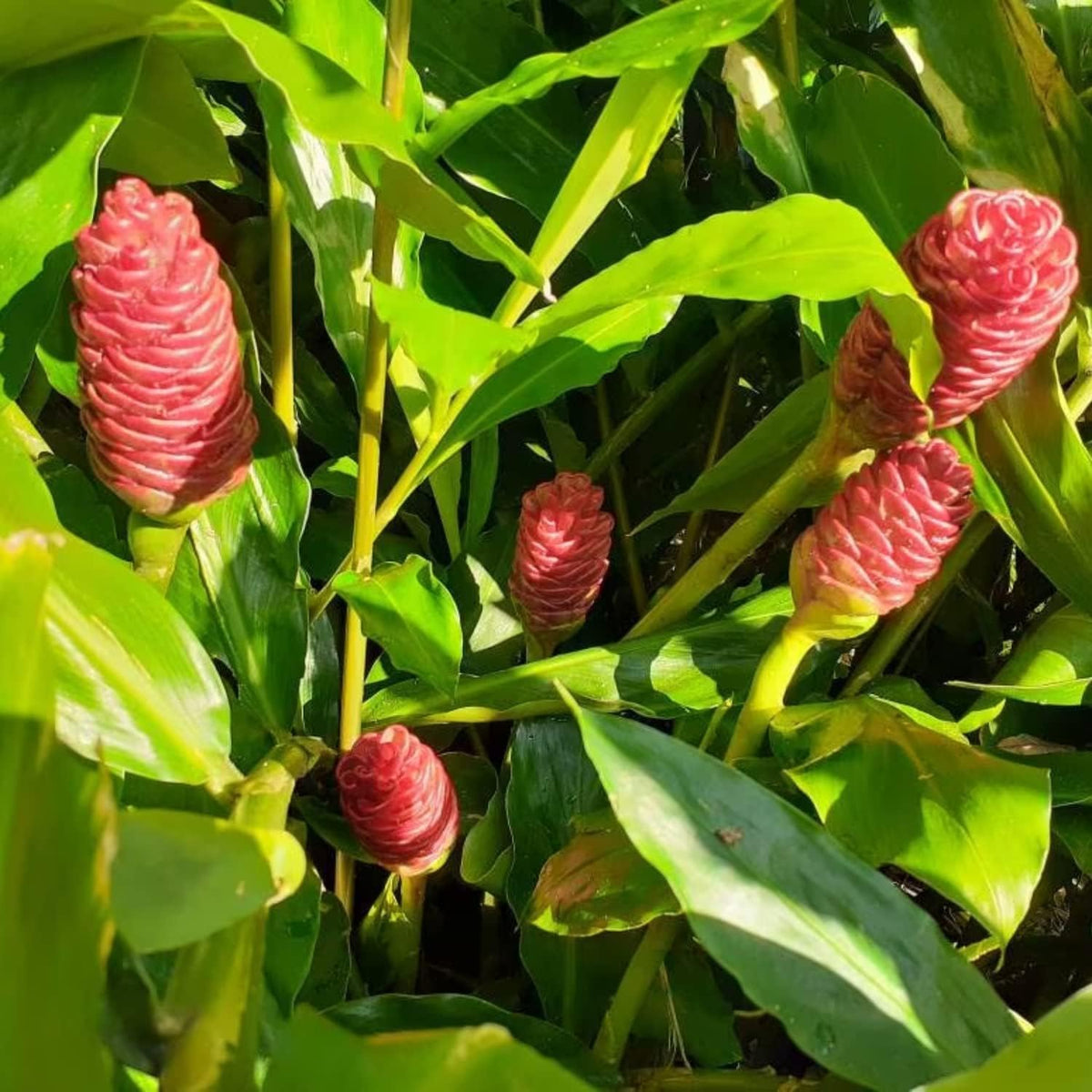 10 Shampoo Ginger Roots, Awapuhi Zingiber Zerumbet Pinecone Ginger Rhizomes, Cold Hardy Ginger Lily Flowers