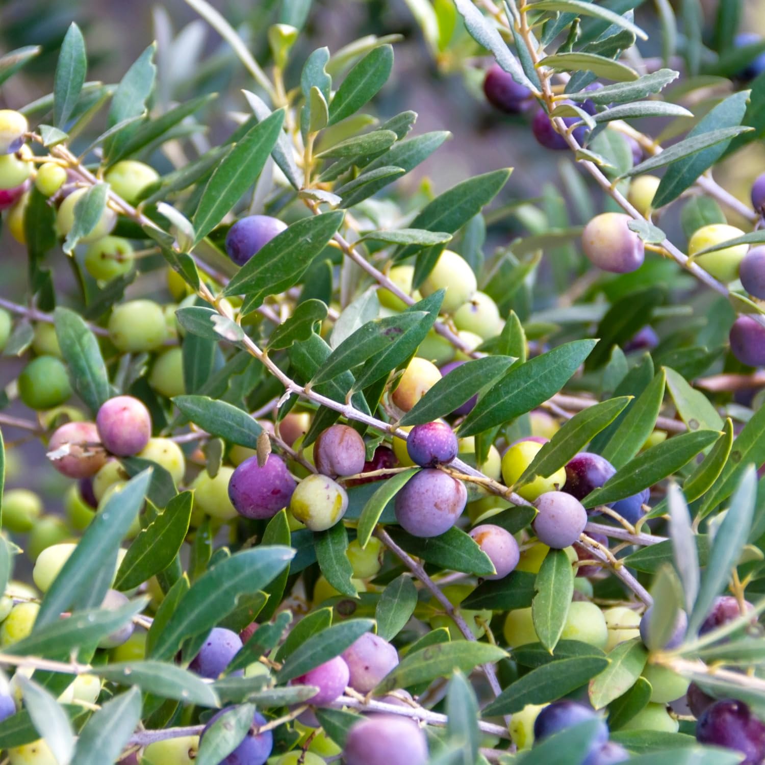 Olive Tree Live Plant in Gallon Pot, Olive Tree 2-3 Feet Tall, Outdoor Fruit Tree for Garden or Container Growing, no CA