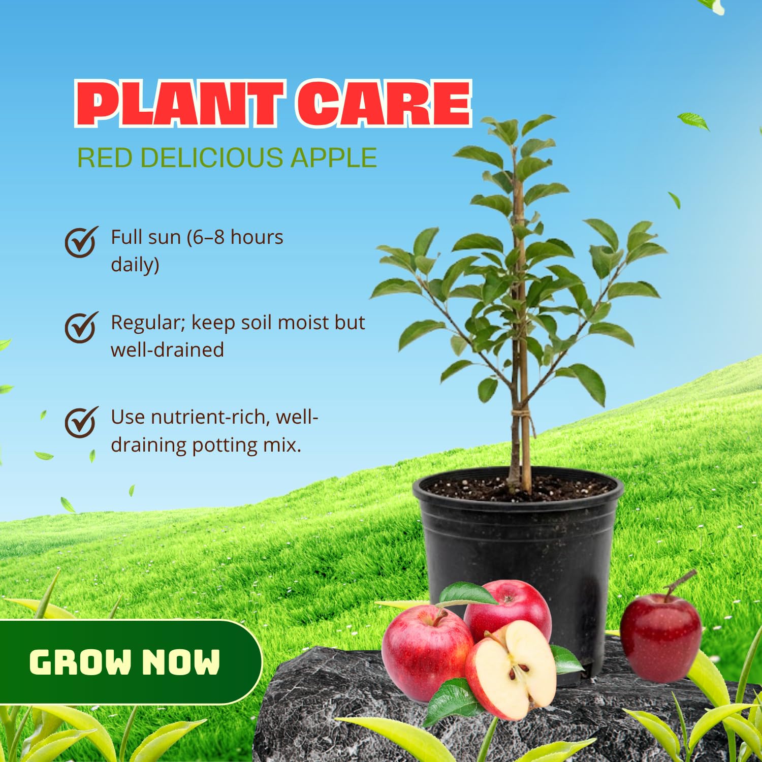 Delicious Apple Tree Live Plant, 3 Gallon Pot from 2 to 3 Feet Tall, Apple Trees Live Plants, Fruit Tree for Outdoor Gardening, No Ship to CA (Red)
