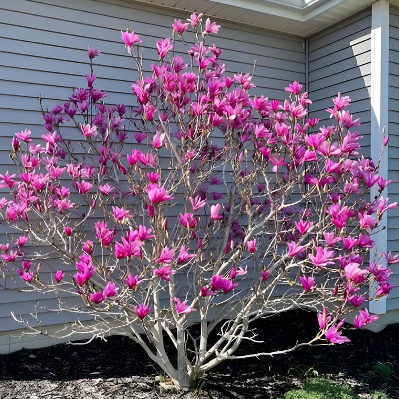 Ann Magnolia Tree Live Plant in 4-8 Inches, Fragrant Spring Blooms, Hardy Perennial Magnolia Flowers Potted Ready to Grow, Winter Dormant