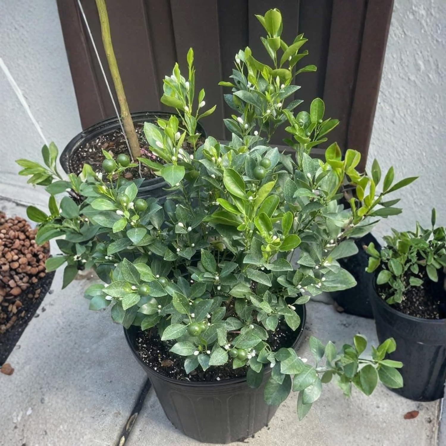 Live Calamansi Tree Plant, 3 Gallon Pot Bearing Fruit Plants, Calamondin Citrus Fruit Plant, Calamansi Kalamansi Tree for Home Patio Garden
