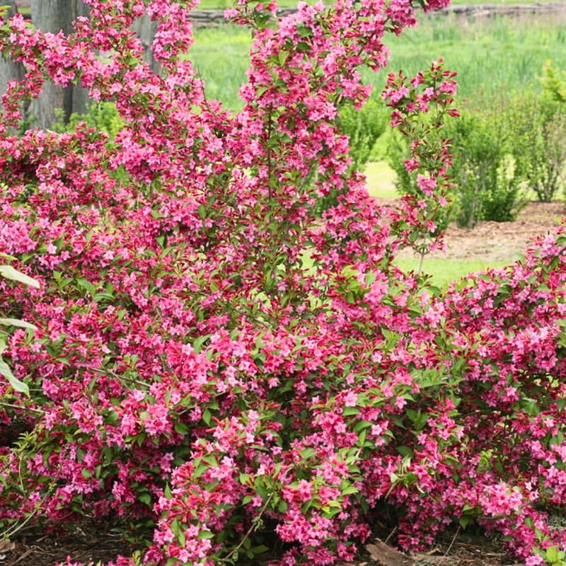 Pink Weigela Live Plant, Spring Blooming Shrub in 4” Pot, Hardy Perennial Flowering Bush for Garden Borders, Cold Hardy, Dormant in Winter