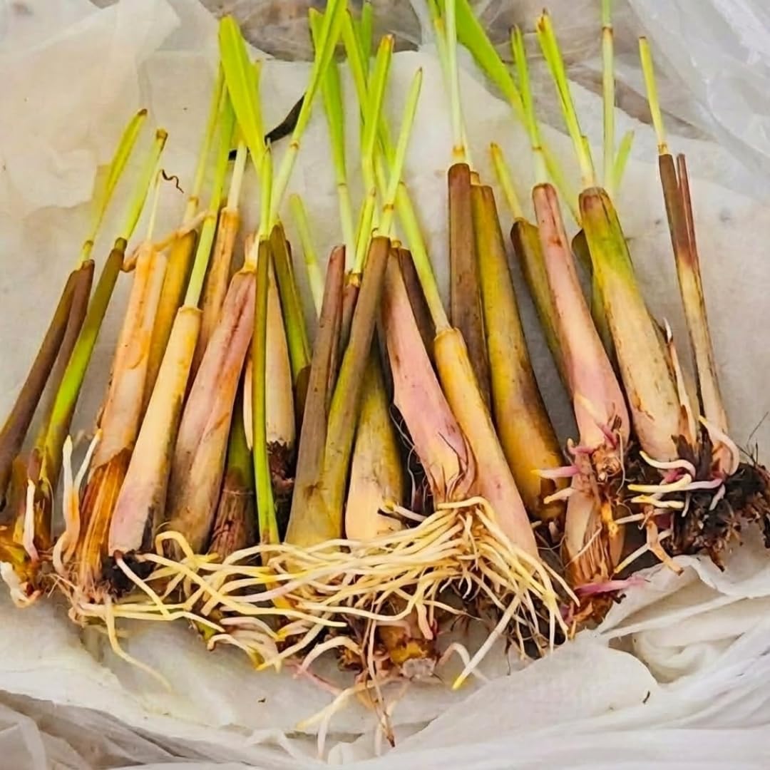 10 Large Lemongrass Plants Live Stalks, Lemon Grass Live Plant, Well Rooted and Hardy, Fragrant, 5-9" in Tall