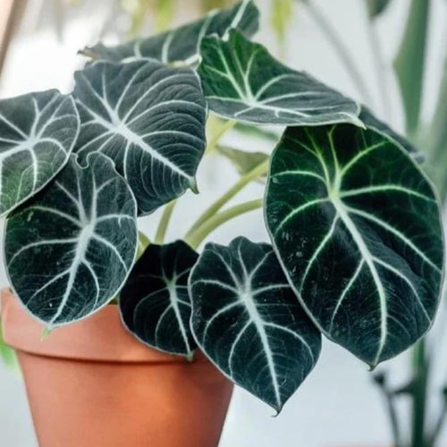2 Alocasia Black Velvet Live Plants, Black Alocasia Live Plant Indoor Houseplant, Rare Alocasia Plant, No Pot