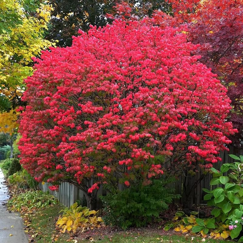 Dorrmant Dwarf Burning Bush in 2.5'' Pot, Vibrant Red Foliage, Hardy Shrub for Planting Outdoor, No Ship to NY, NH, MA, VT