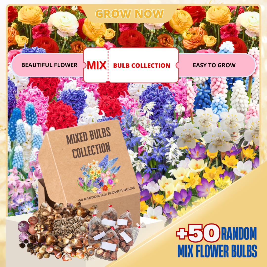 Multicolor Flowers Bulbs for Spring Planting, Perennial Flower Bulbs, Early Spring Flower to Plant Outside, Colorful Blooms Groundcover Bulbs, Top Size