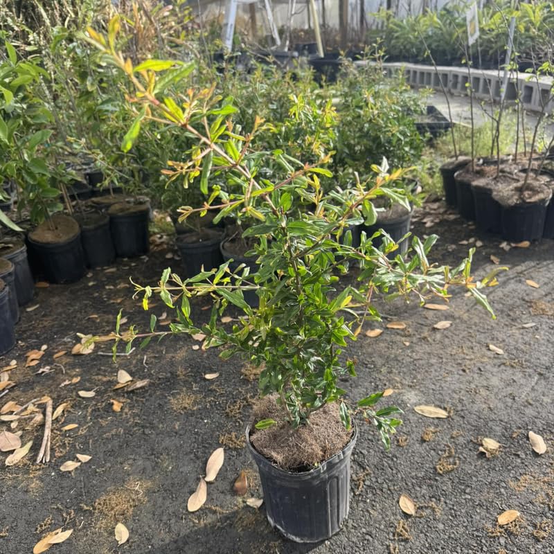 Pomegranate Tree, 1-2 Ft Tall in 1 Gallon Pot - Sweet Pomegranate Fruit Tree for Outdoor Garden, Patio and Container Growing, No Ship to CA