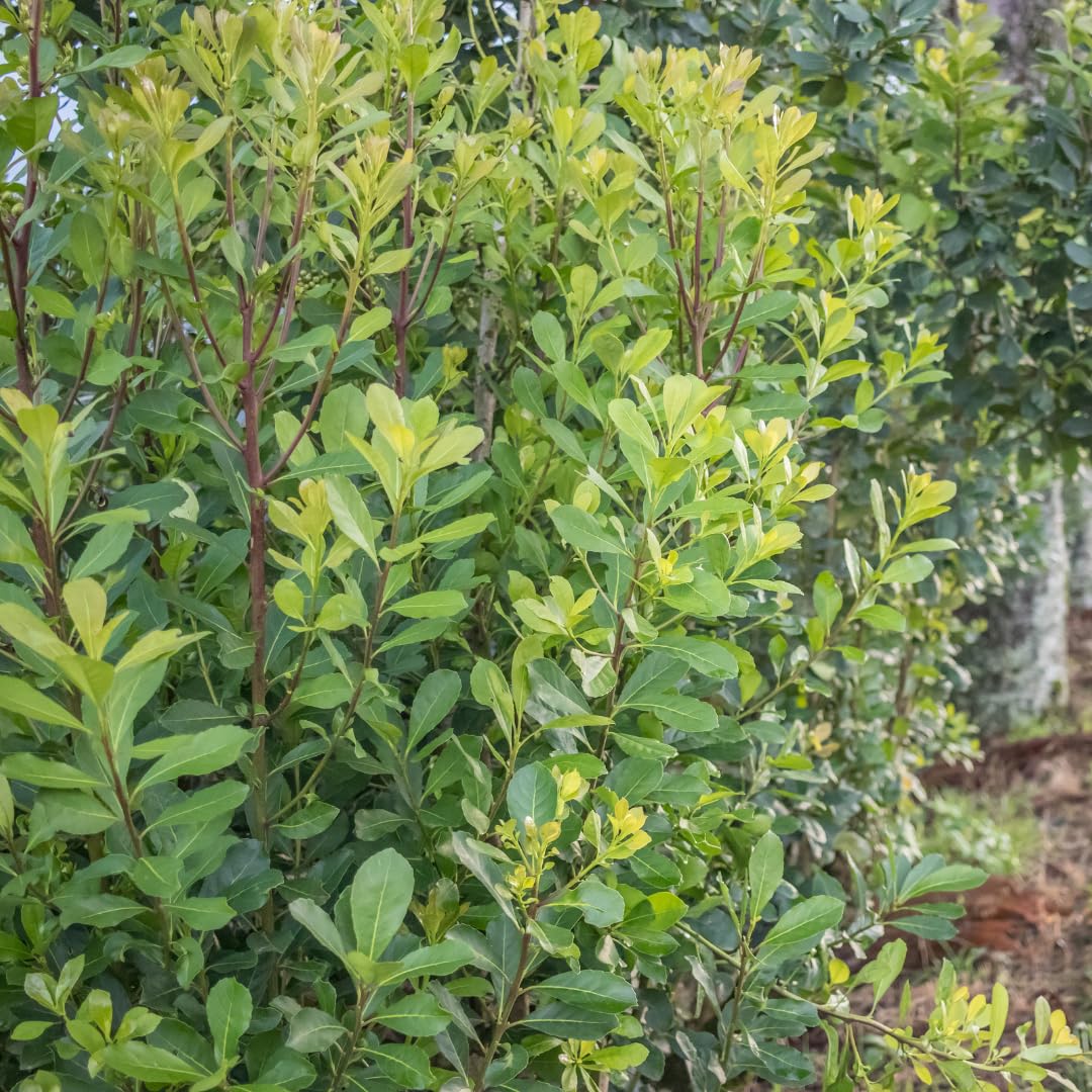 Sets 2 Yerba Mate Plants Live Trees, 2-Pack Starter Plant 4-6 Inches Tall